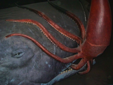 The Architeuthis attacks a sperm whale in the Natural History Museum