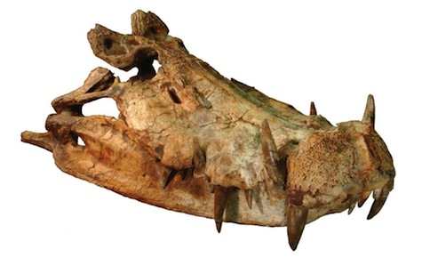 Kaprosuchus skull