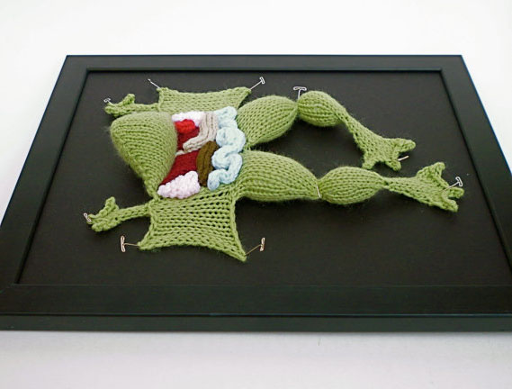 Knit Dissected Frog by aKNITomy