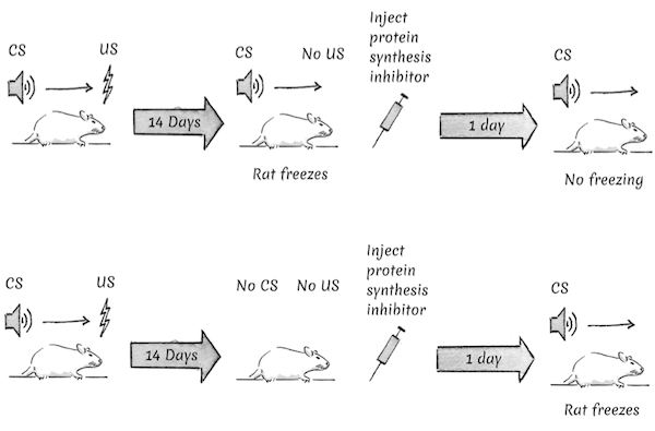 Reconsolidation of conditioned freezing in rats