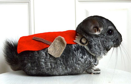 This is Eric Smith's chinchilla, dressed as Thor
