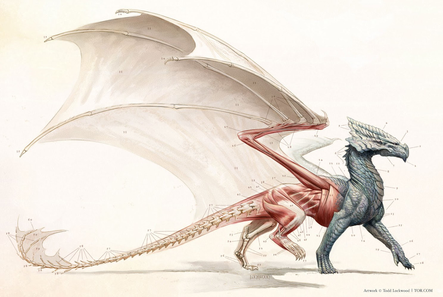 Todd Lockwood, Natural History of Dragons