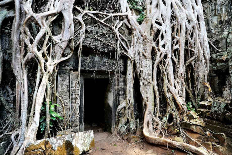stone doorway surrounded by large white tree roots
