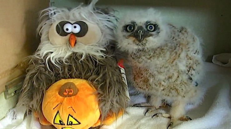 baby owl Halloween dance stuffed owl Monster Mash