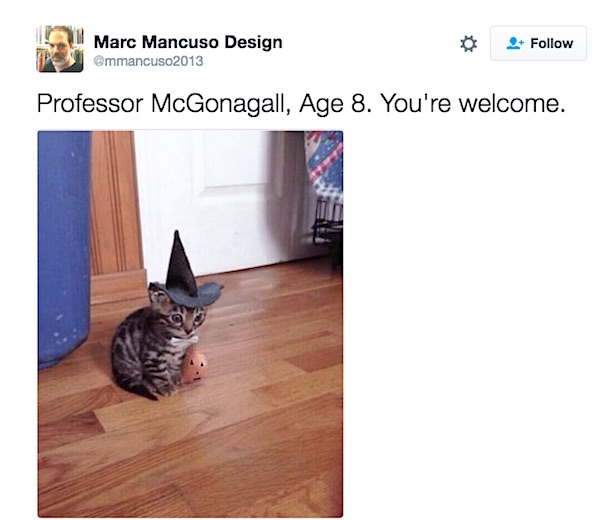 McGonagall as a Kitten