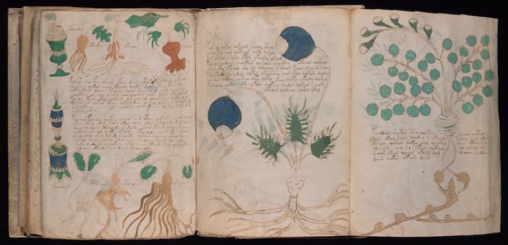 Voynich Manuscript Detail