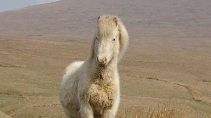 Welsh Pony in Brecon credit Samuel Hinton