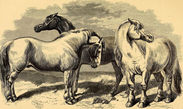 Drawing of three "agricultural" horse breeds