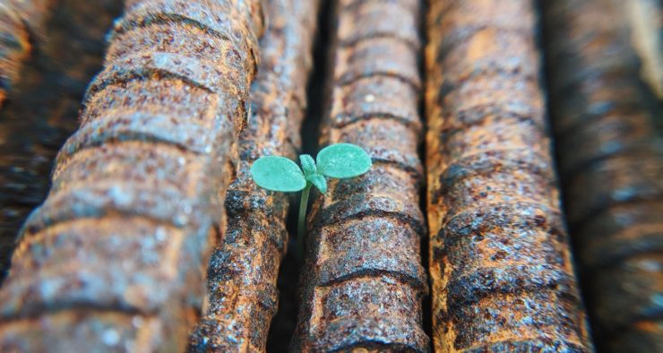 Photo of a green sprout growing between rusted rebar