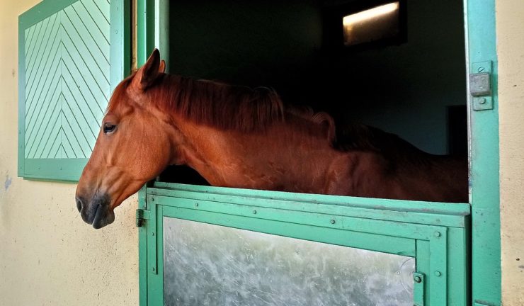 Horse in a stable