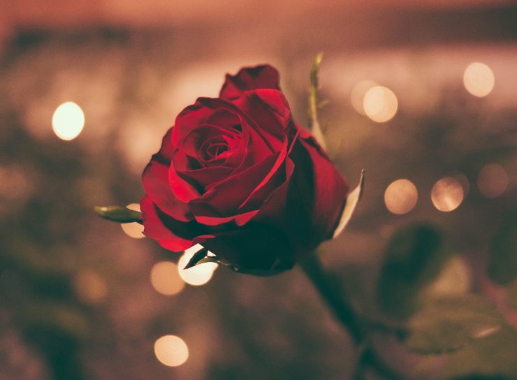 photo of a single rose