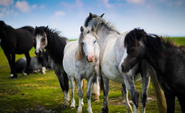 Herd of horses in Wales