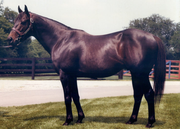 Photo of the thoroughbread horse Seattle Slew in 1981