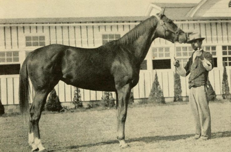 Photograph of a horse and trainer