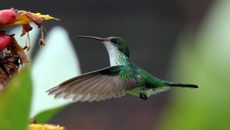 Red-billed streamertail hummingbirdin flight