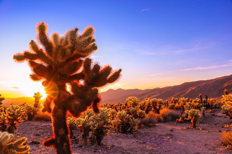 Photo of the Mojave Desert at sunrise