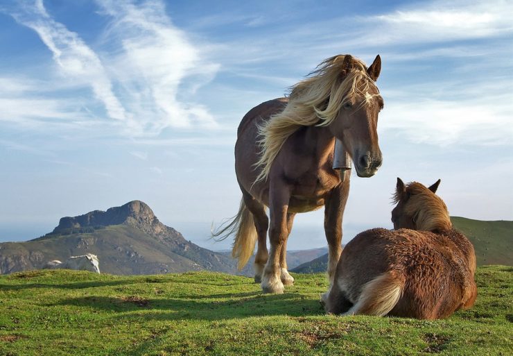 Photograph of horses on Bianditz mountain, in Navarre, Spain.