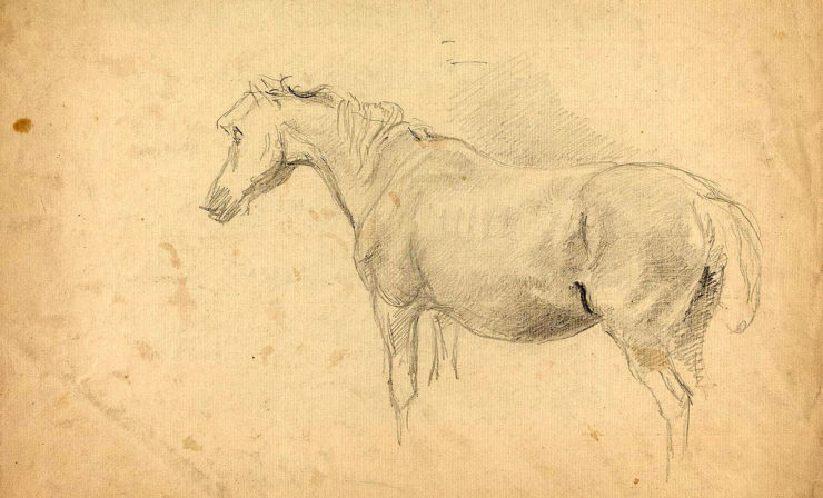 pencil sketch of a horse