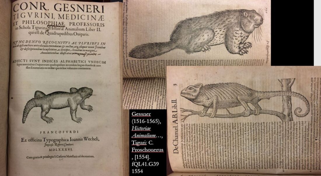 A collection of pages from Konrad Gesner's encyclopedia of animals.