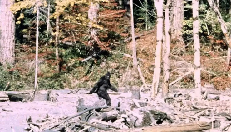 Frame 352 from the Patterson Gimlin Bigfoot film, depicting the ape-man cryptid walking through a forest clearing.