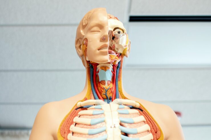 Photo of a human anatomy model seen from mid-chest up