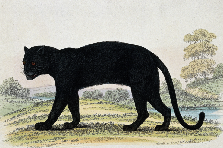 Vintage illustration of a black leopard