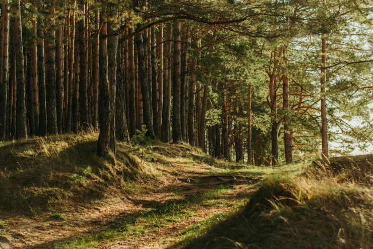 Photo of a pine forest