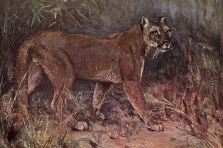 Illustration of a mountain lion standing in the brush.