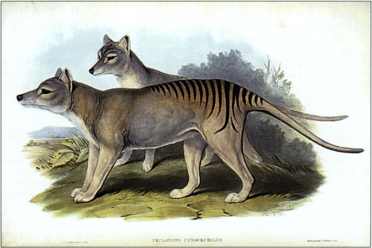 Illustration of two Tasmanian Tigers