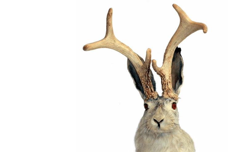 Photo of a "jackalope", a taxidermied rabbit with red eyes and deer antlers