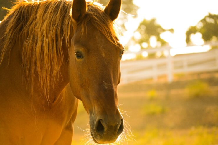 Photo of a horse in a sunny pasture