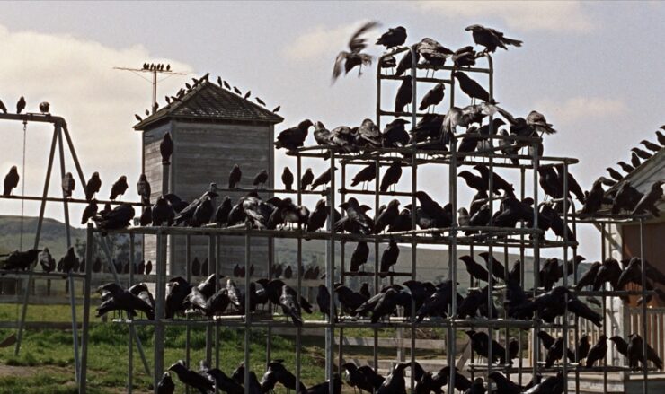 Screenshot from Alfred Hitchcock's The Birds, depicting a mass of crows roosting on a jungle gym and other structures.