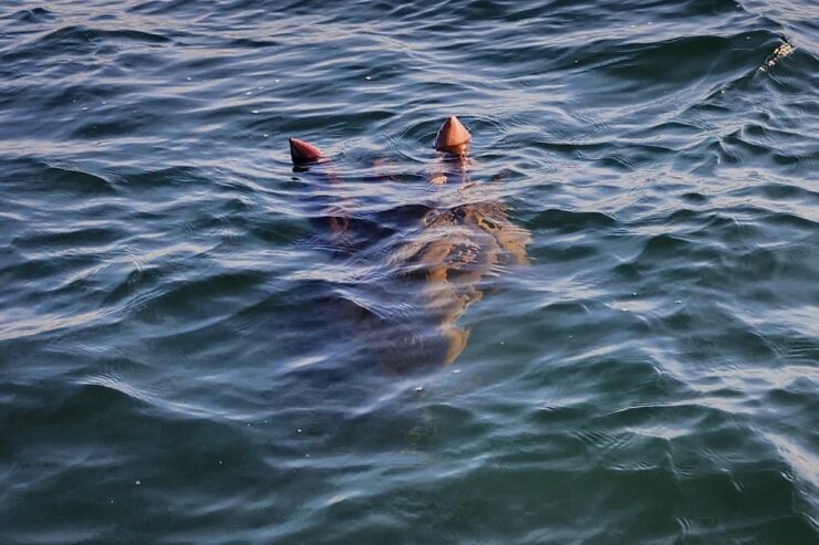 Viral photo taken in 2022 supposedly showing the head of Ogopogo, a cryptid found in Canada's Lake Okanagan