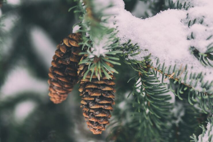 Photo of two pinecones on an evergreen branch covered with snow