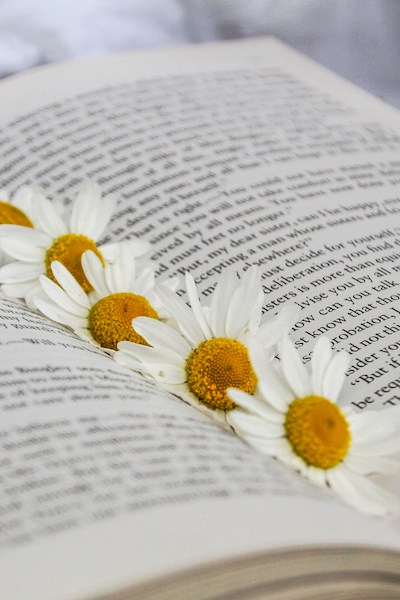 Photograph of an open book with several daisies resting along the spine.