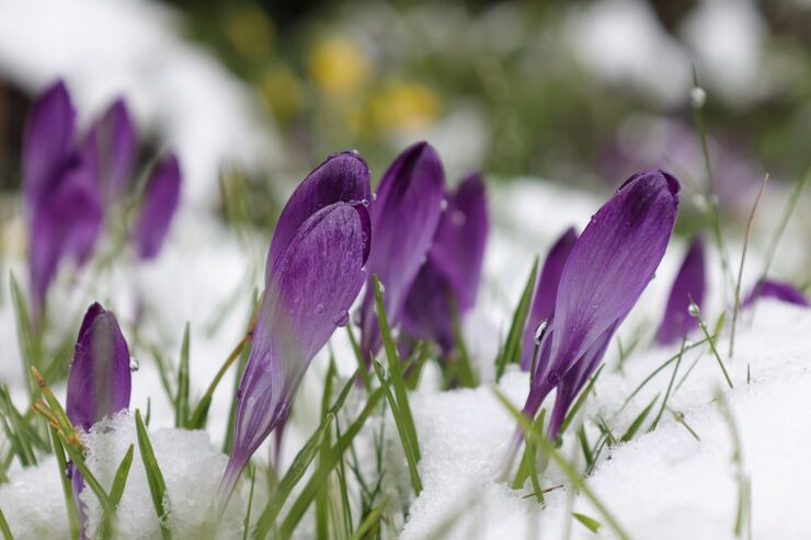 Close-up photo of crocus flowers above the snow covered ground