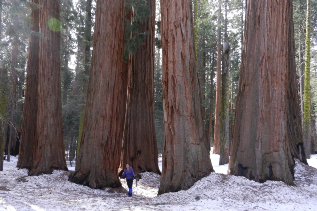 Photo of author Kali Wallace standing beneath giant sequoia trees