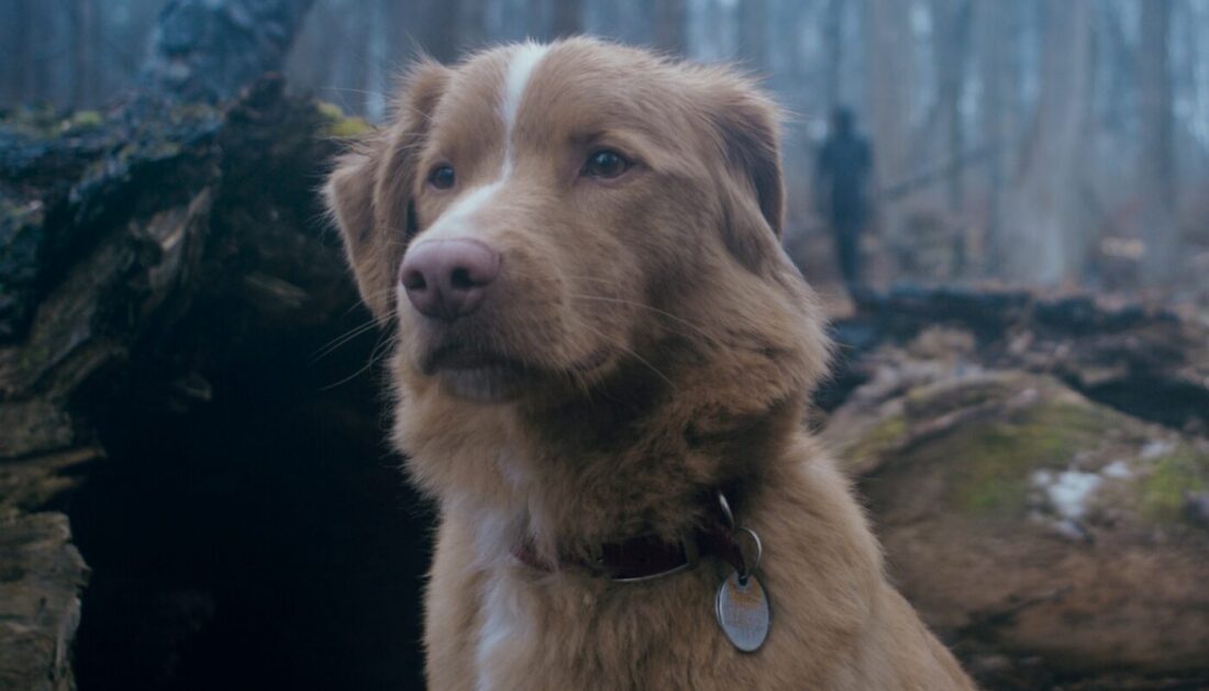 Indy in the woods in Good Boy