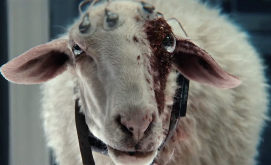 the Optipus Sheep stares at her potential victims in Noah Hawley's Alien: Earth.
