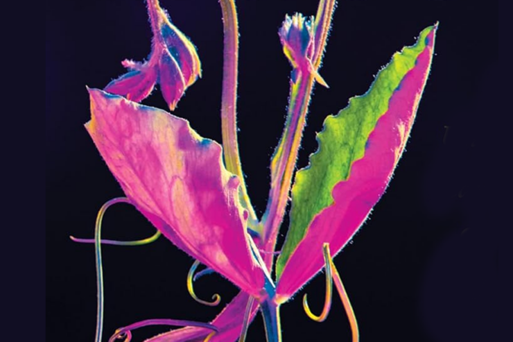 detail from the cover of The Light Eaters by Zoe Schlanger